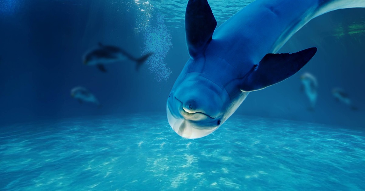 Immagine in primo piano allegata alla pagina